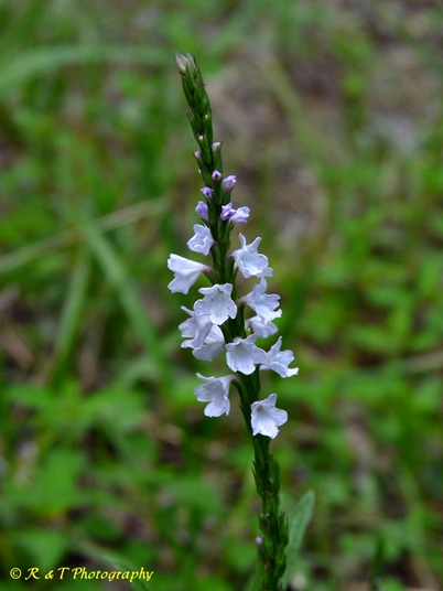 {Verbena simplex}